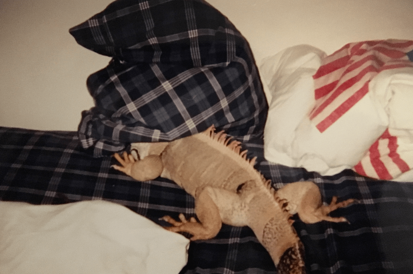 Zuzy's Pet Iguana Taking a Nap - Late 1990's